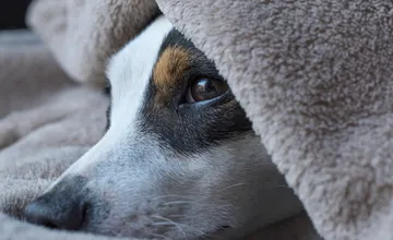 V Bratislave sa čoraz rýchlejšie šíri nákazlivé psie ochorenie, ktorí psíkovia sa musia mať na pozore predovšetkým?