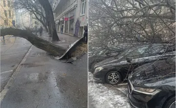 Vyvrátený strom na Grösslingovej, ktorý zdemoloval tri autá, našťaste spadol cez víkend, v okolí je inak značný pohyb