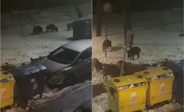 VIDEO: V Karlovej Vsi sa medzi smetnými kontajnermi pravidelne pasie malé safari tvorené desiatkou diviakov