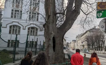 V Bernolákove vyrúbali obľúbené sakury a staré stromy, podľa obyvateľov by ešte vydržali, obec má iný názor