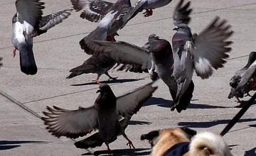 Má Bratislava problém s premnoženými holubmi? Problém zhoršuje prikrmovanie, mesto to rieši technickými opatreniami