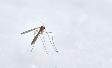 VIDEO: Bratislava začala s ostrekmi proti komárom. V týchto mestských častiach sú rozšírené najviac