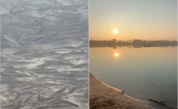 VIDEO: Na Zlatých Pieskoch prekvapilo návštevníkov neuveriteľné množstvo rýb, čo sa tam deje?