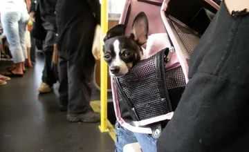 Musí mať pes v MHD náhubok? Bratislavskí psíčkari sa rozhádali na tom, či je to potrebné