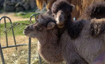 Nečakaný baby boom v ZOO Bratislava. Narodilo sa im hneď niekoľko tiav