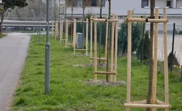 Ako je to s novovysadenými stromčekmi v Petržalke? Obyvatelia sa dohadujú, kto sa o ne má starať a aký bude ich osud