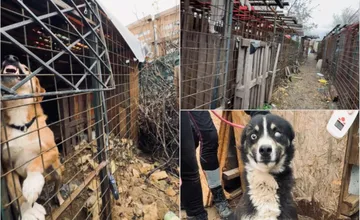 Chovateľka zo Záhoria mala v kotercoch 55 psov, nechávala ich v blate pri nebezpečnom odpade