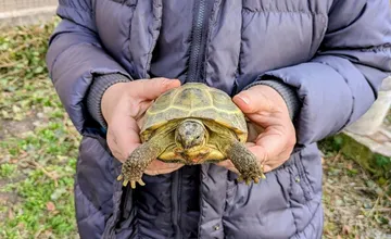 Petržalčanovi Dávidovi utiekla korytnačka, prosí obyvateľov o pomoc v pátraní
