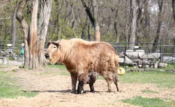 VIDEO: Neuveriteľná radosť v ZOO Bratislava. Narodilo sa tu vzácne mláďa čínskeho pôvodu, ide o ohrozený druh