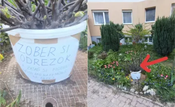FOTO: Obyvateľka z Karlovky potešila milým gestom všetkým susedov, za všetkým stoja odrezky figovníka 