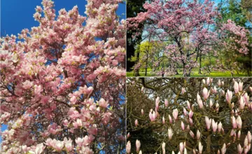 FOTO: Bratislavu okrášlili ružové poklady. Kde si aktuálne urobíte najkrajší zábery pri kvitnúcich magnóliách?