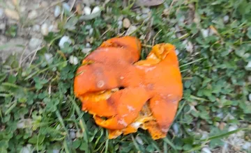 V Pezinku niekto hádže mandarínky z paneláku priamo na hrajúce sa deti na ihrisku, rodičia sa boja o ich bezpečnosť