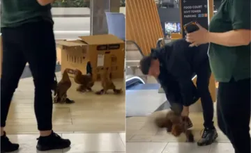 VIDEO: Bizarná situácia na Nivách, po foodkurte utekali živé sliepky, video valcuje TikTok