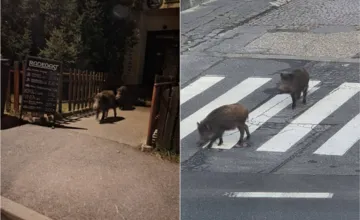 VIDEO: V Rači si zvykajú na diviakov. Chodia im tam už aj do krčmy na pivo, cez cestu sa zas snažia chodiť po zebre