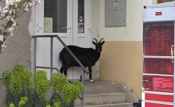 Bizarná návšteva v obci Gajary. Na miestu poštu zavítala koza, obyvatelia hovoria, že si asi išla pre dávky