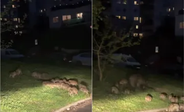 VIDEO: Tomuto neuveríte. V Karlovej Vsi sa pri bytovke prechádzali desiatky malých diviakov s mamou