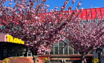 Exstarosta bratislavského Nového Mesta prehovoril o príbehu sakúr na Trnavskom mýte