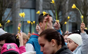 FOTO: V uliciach Bratislavy sú dnes dobrovoľníci v rámci akcie Deň narcisov , ako spoznáte tých pravých? 