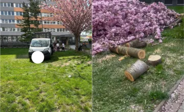 VIDEO: V Ružinove vyťali nádhernú čerešňu počas vegetačného obdobia. Obyvatelia sa dopytujú, či to bolo legálne