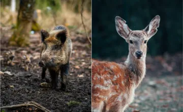 Chytil by sa v Petržalke predaj chladeného zverinového mäsa? Takto to vidia samotní obyvatelia