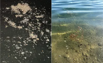 Obyvatelia pri obľúbenom jazere neďaleko Bratislavy kritizujú jeho znečistenie. Boja sa, že tam niekto vypúšťa žumpu