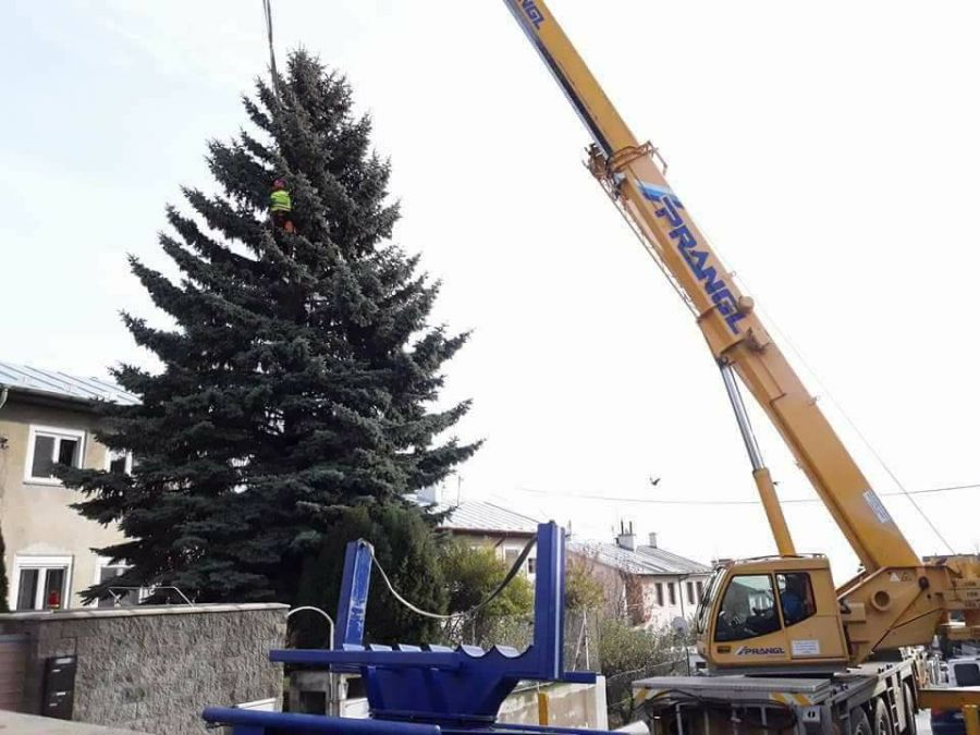 Na Hviezdoslavovom námestí už stojí vianočný stromček, starosta Starého Mesta ho rozsvieti už dnes, foto 1