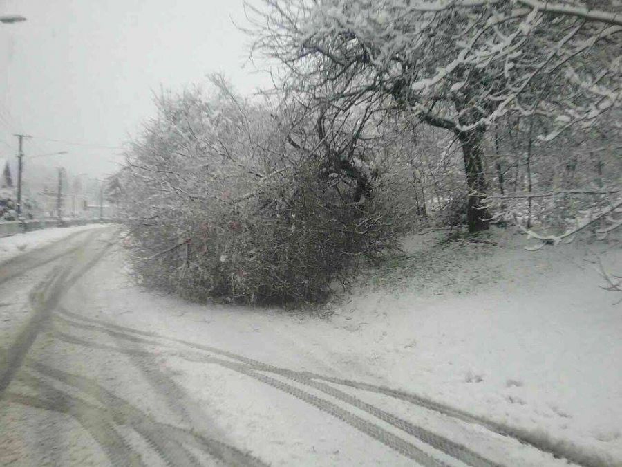 Snehová kalamita zasiahla celé Slovensko, najhoršia situácia je v Bratislavskom a Trnavskom kraji, foto 5