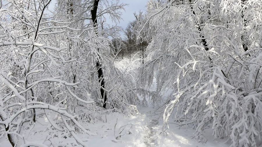 Rozprávkovú zimnú krajinu vyčaroval sneh ku koncu roka 2017 v Mestských lesoch v Bratislave, foto 1