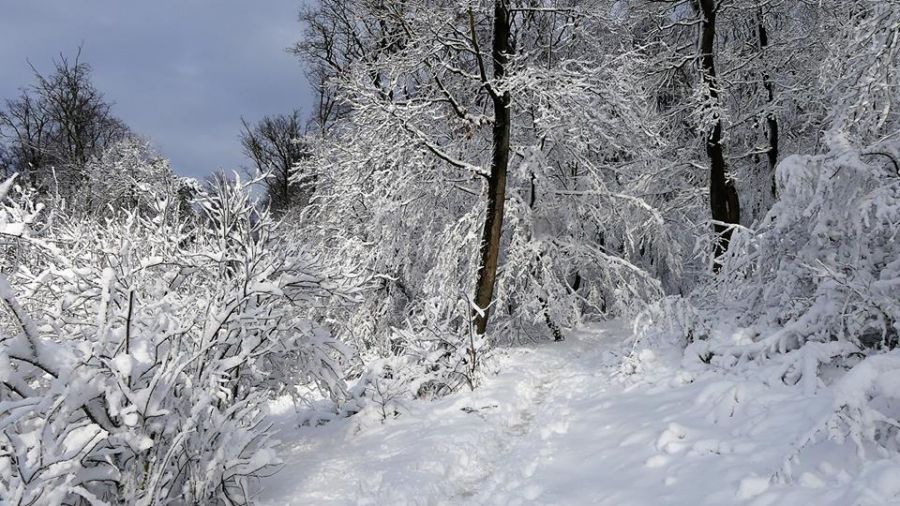 Rozprávkovú zimnú krajinu vyčaroval sneh ku koncu roka 2017 v Mestských lesoch v Bratislave, foto 5