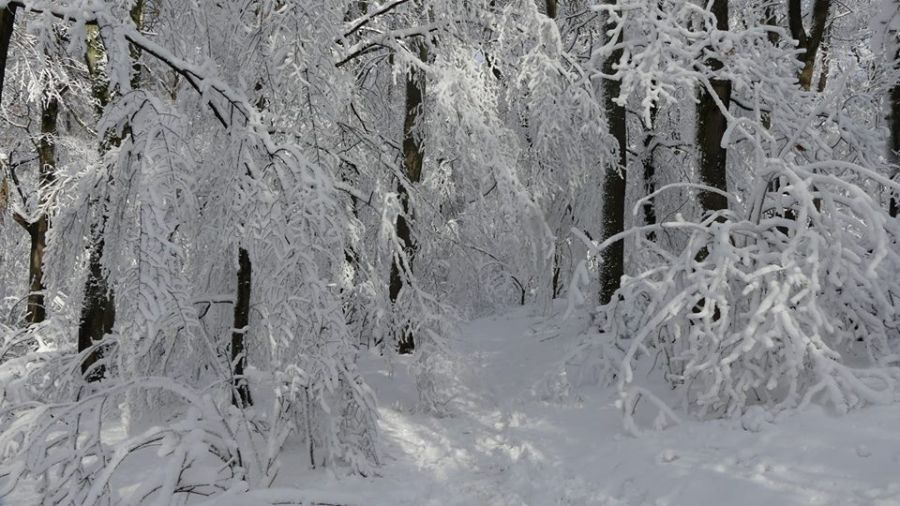 Rozprávkovú zimnú krajinu vyčaroval sneh ku koncu roka 2017 v Mestských lesoch v Bratislave, foto 6