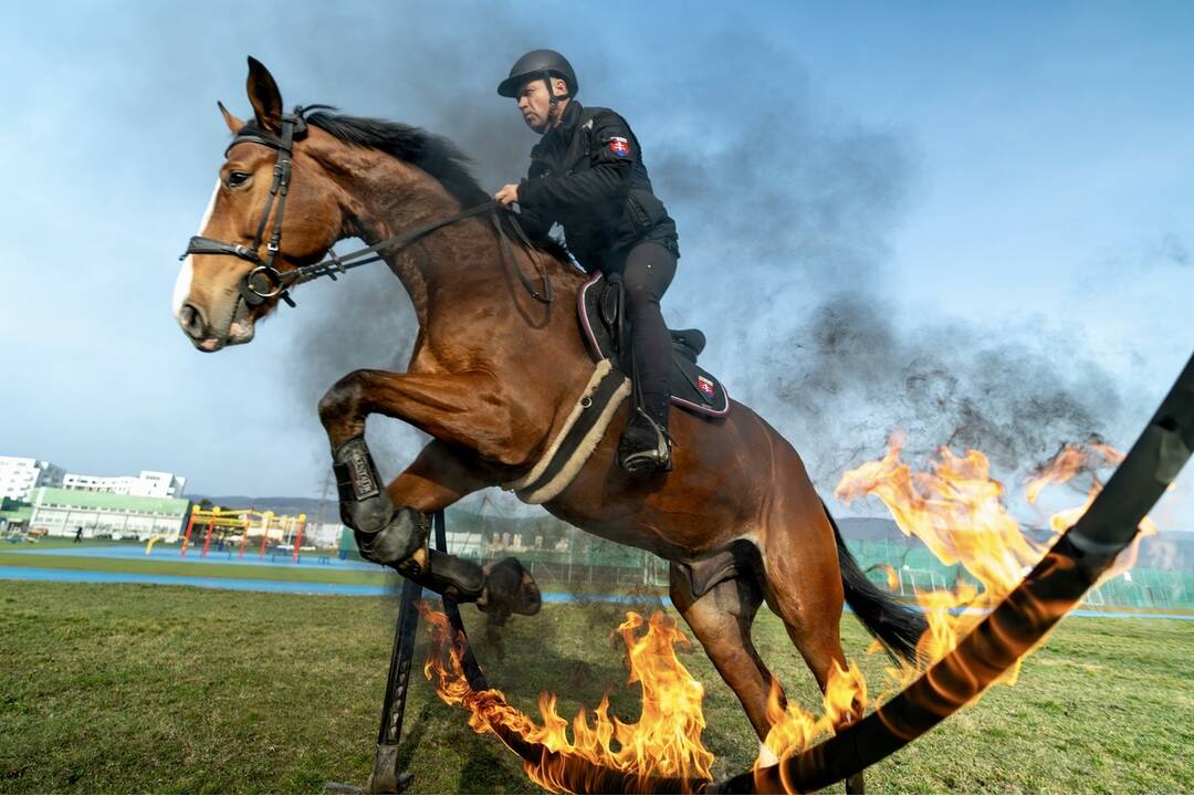 FOTO: Špeciálny deň s koňmi na policajnej akadémii v Bratislave, foto 4
