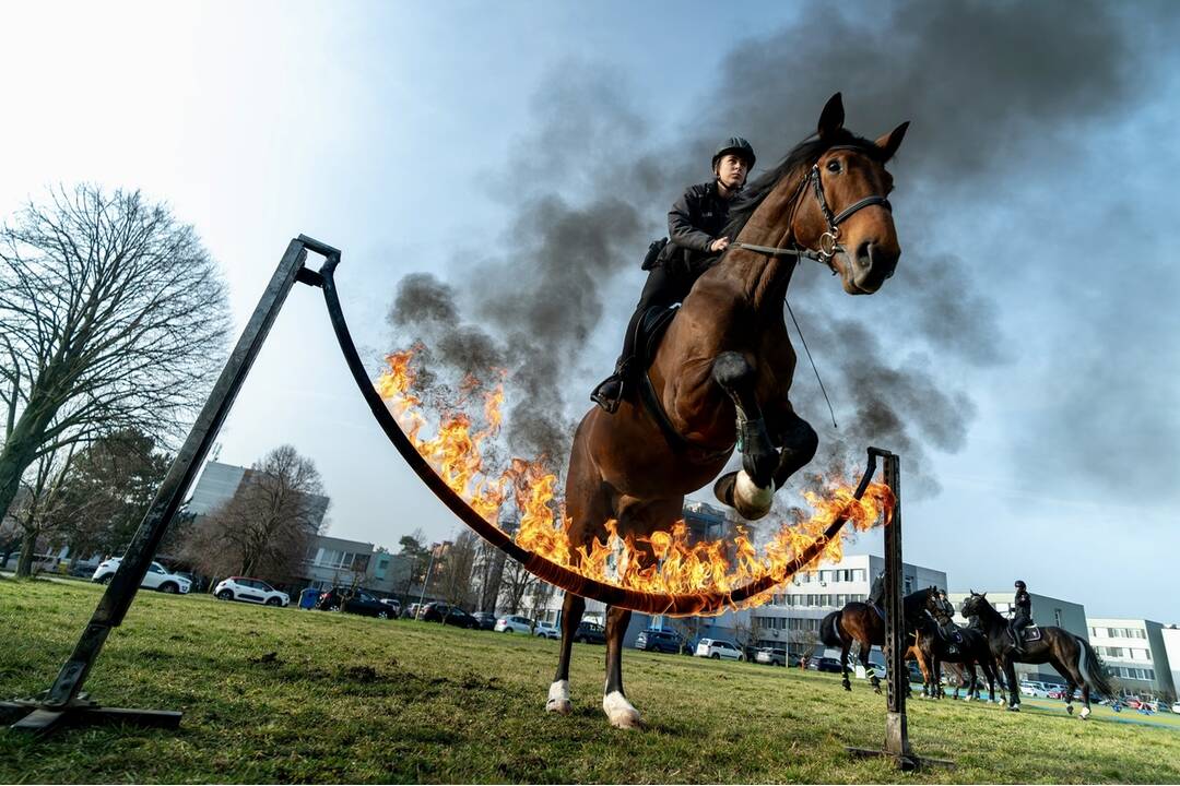 FOTO: Špeciálny deň s koňmi na policajnej akadémii v Bratislave, foto 6