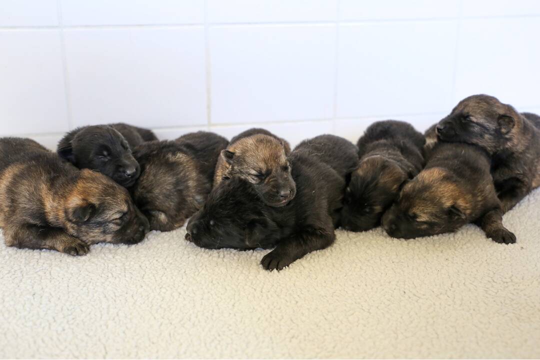 FOTO: Policajným psom sa narodili malinké šteniatka, foto 18