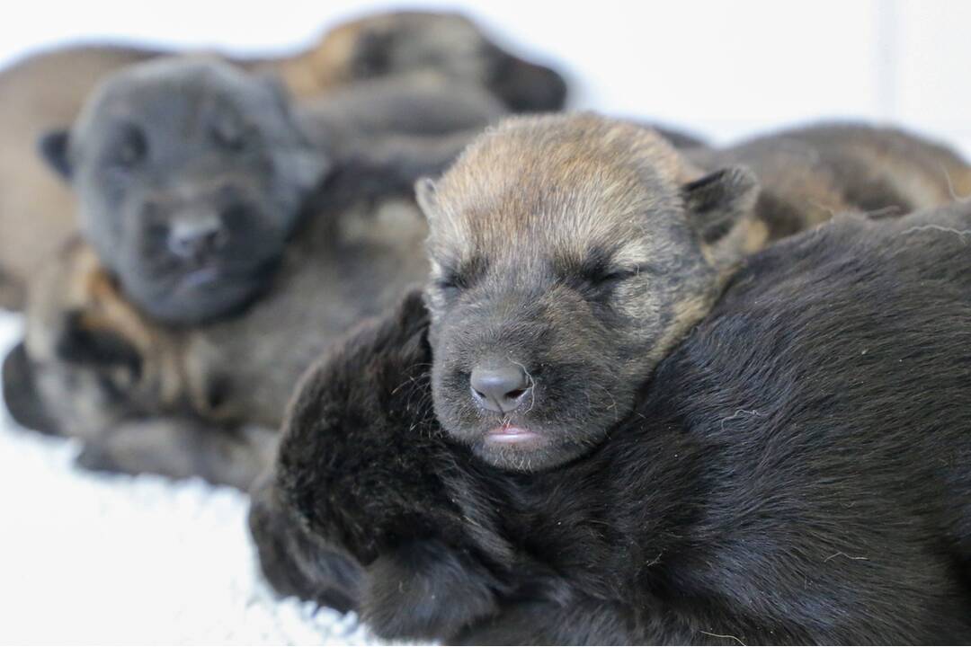 FOTO: Policajným psom sa narodili malinké šteniatka, foto 14
