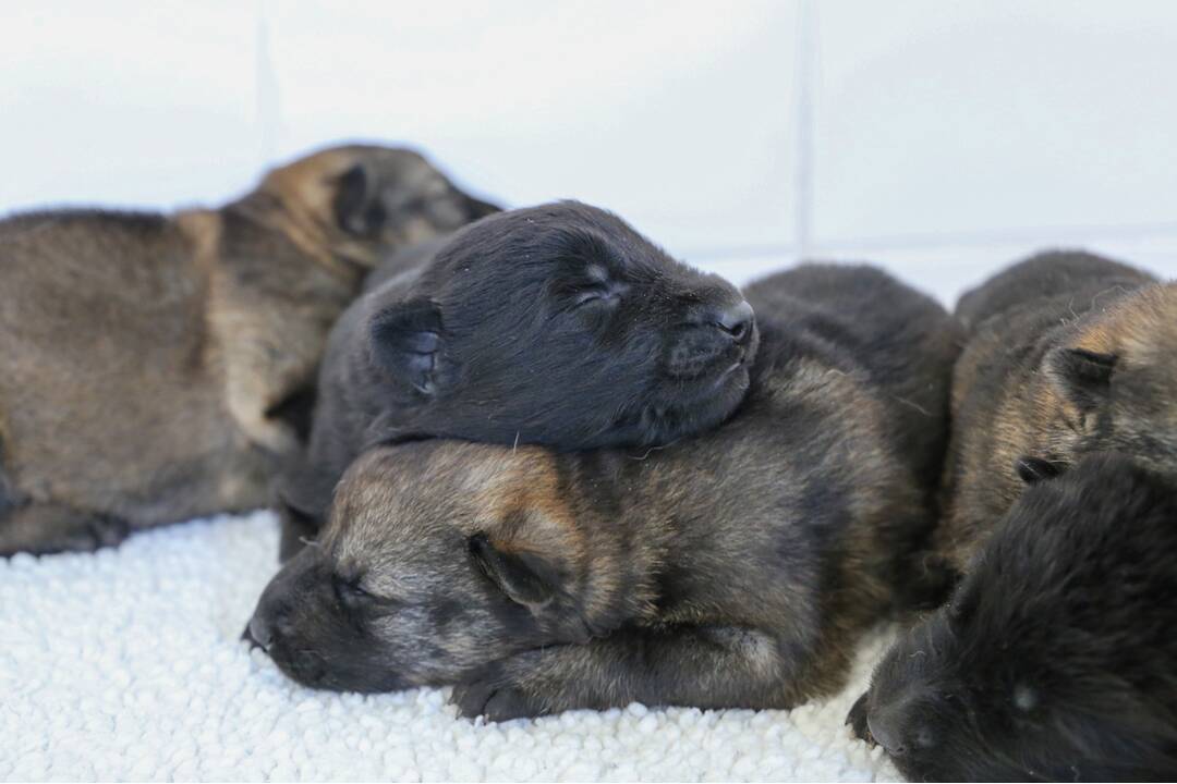 FOTO: Policajným psom sa narodili malinké šteniatka, foto 7