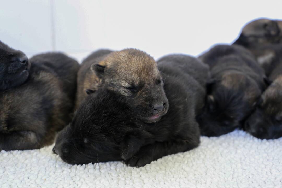 FOTO: Policajným psom sa narodili malinké šteniatka, foto 20