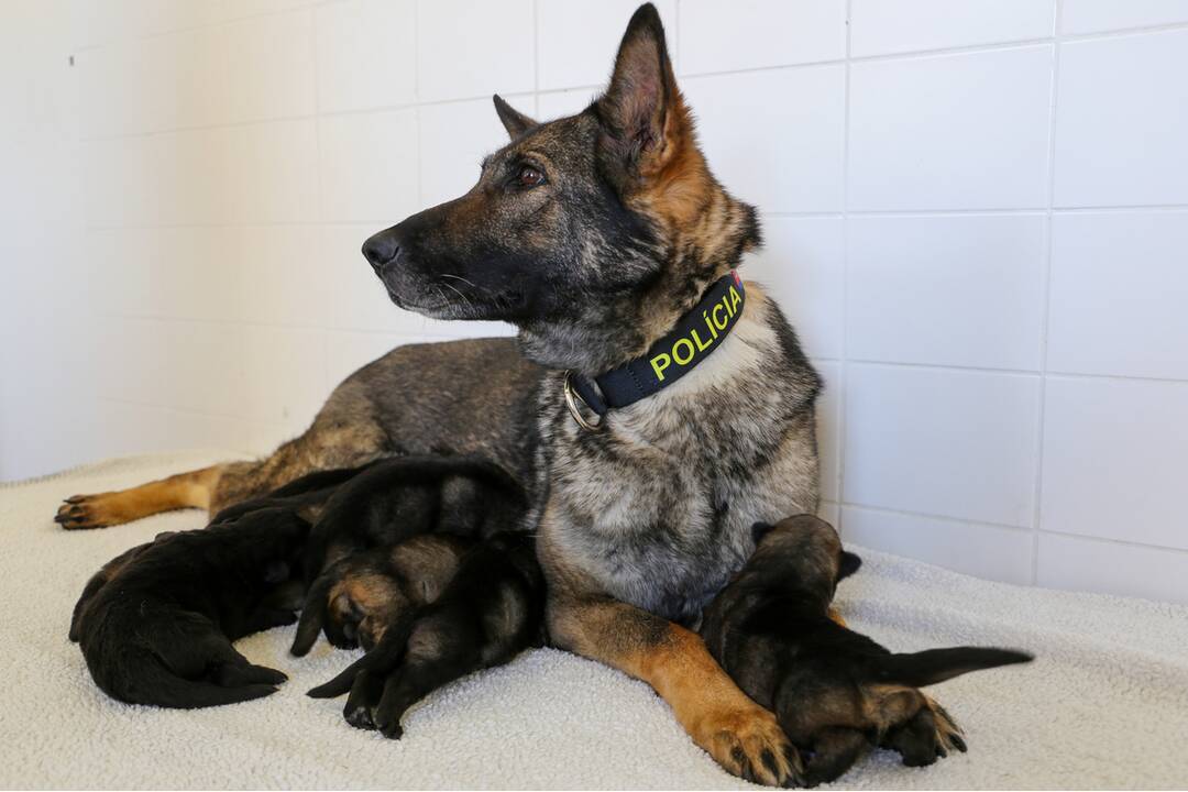 FOTO: Policajným psom sa narodili malinké šteniatka, foto 16