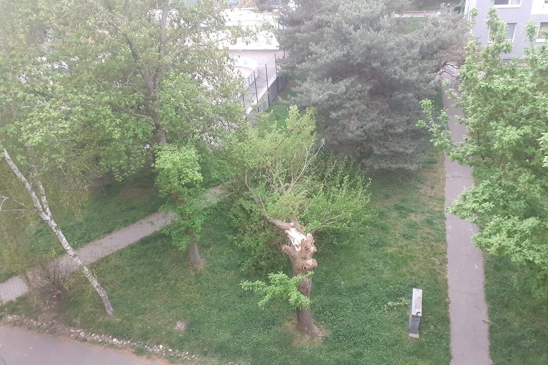 FOTO: Pohroma v Bratislave. Pre silný vietor v meste padajú stromy, foto 1