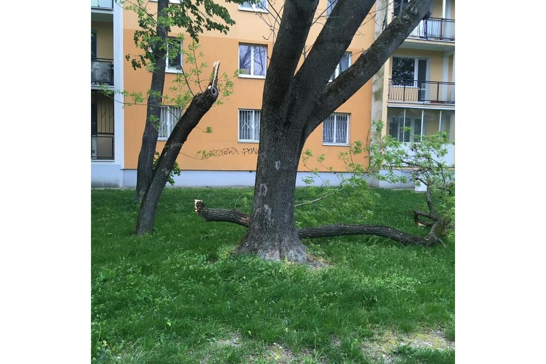 FOTO: Pohroma v Bratislave. Pre silný vietor v meste padajú stromy, foto 5