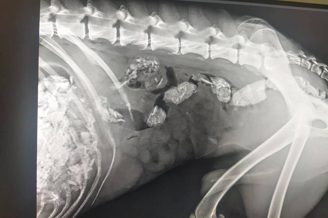 FOTO: Utýraný a vyhladovaný Odin mal v tele starší brok, foto 6