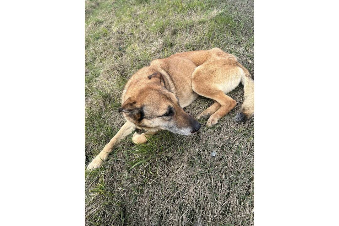 FOTO: Utýraný a vyhladovaný Odin mal v tele starší brok, foto 3