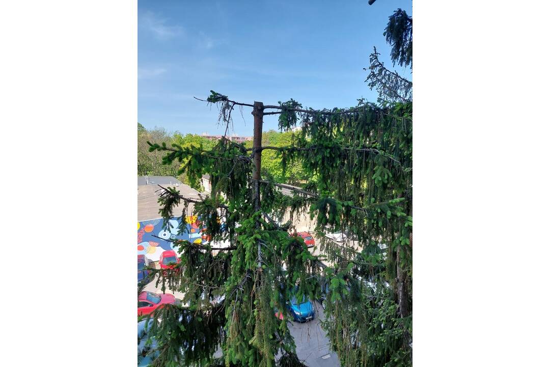 FOTO:  Orez stromov v Ružinove pobúril obyvateľov. Je to biomasaker?, foto 1