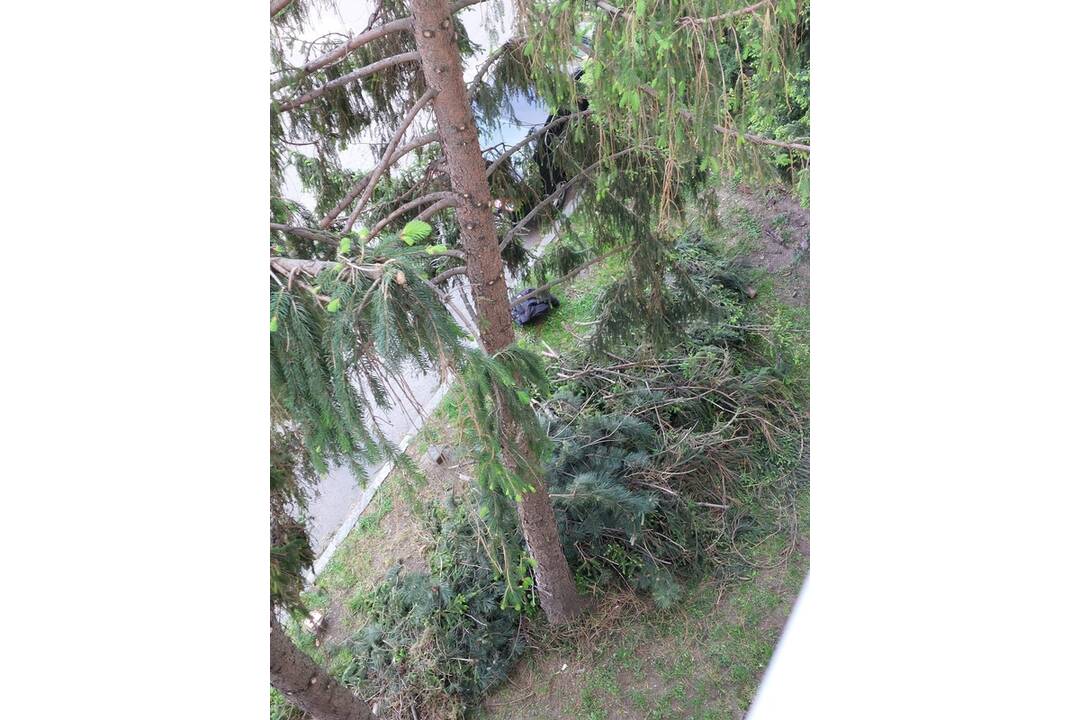 FOTO:  Orez stromov v Ružinove pobúril obyvateľov. Je to biomasaker?, foto 4