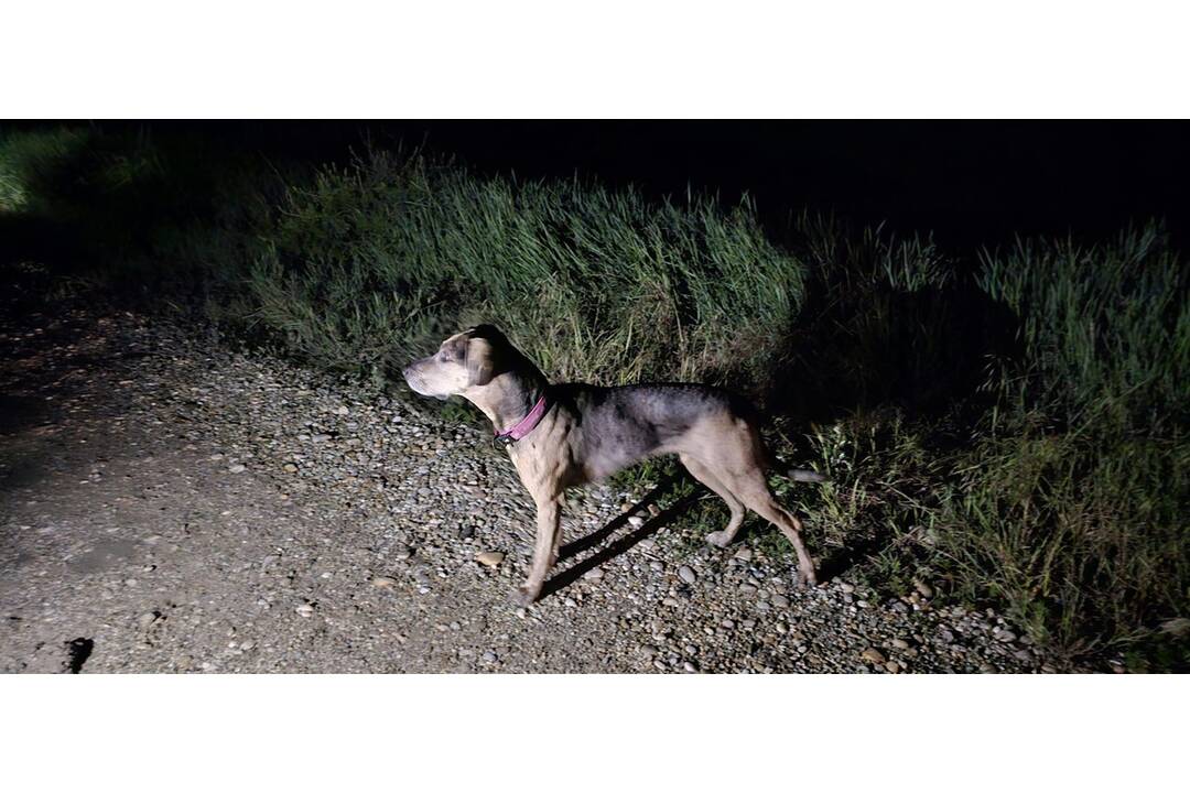 FOTO: Pátranie po pani Kláre malo úspešný koniec, foto 1