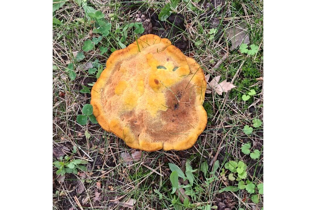 FOTO: Hubárska sezóna štartuje aj v okolí Bratislavy , foto 1