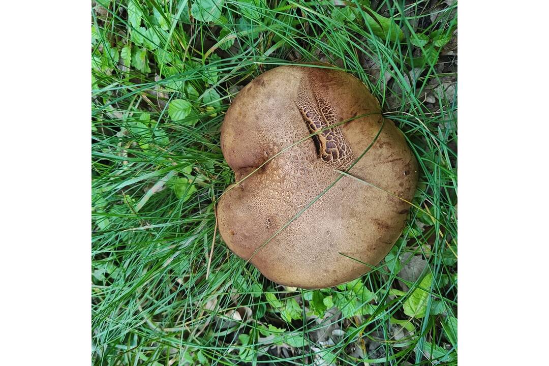 FOTO: Hubárska sezóna štartuje aj v okolí Bratislavy , foto 2