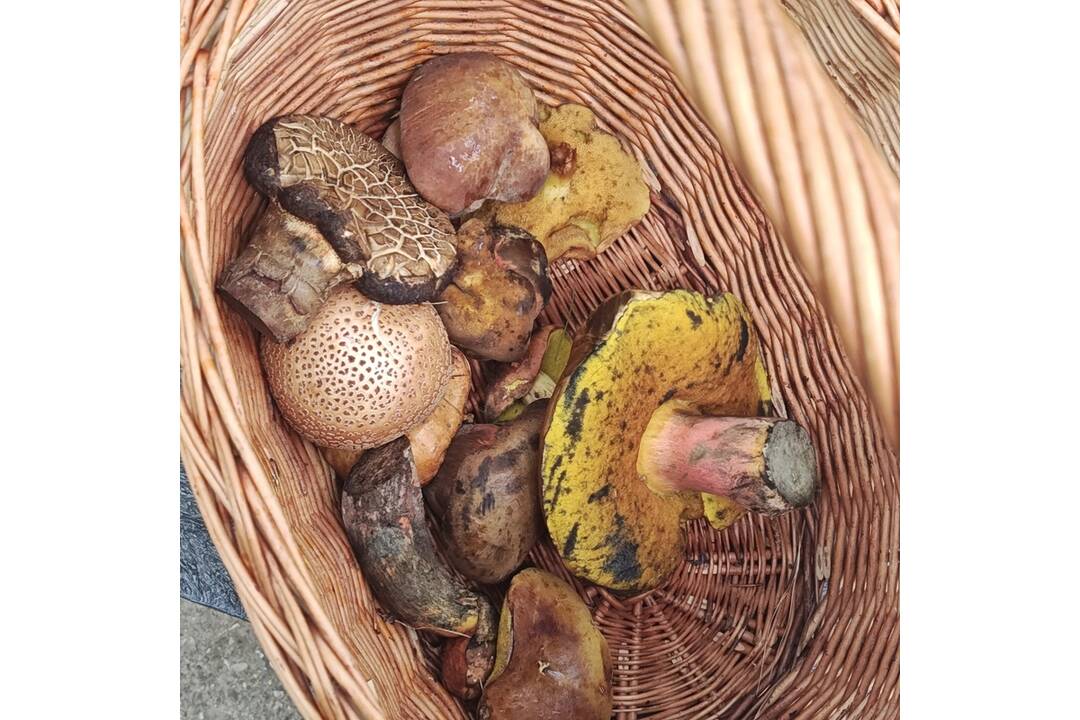 FOTO: Hubárska sezóna štartuje aj v okolí Bratislavy , foto 3