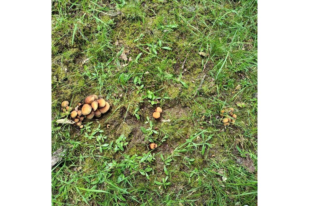 FOTO: Hubárska sezóna štartuje aj v okolí Bratislavy , foto 6