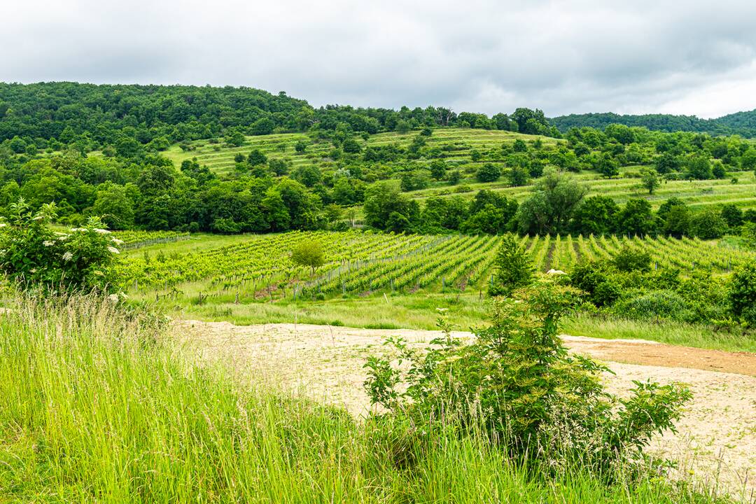 FOTO: Nová atrakcia Pezinka. Nad Mandľovým sadom postavili obrovskú lavičku, foto 4