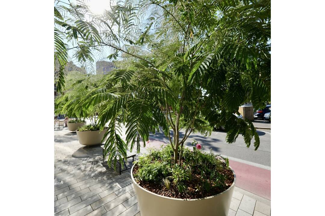 FOTO: Nová zeleň na Dunajskej, foto 6